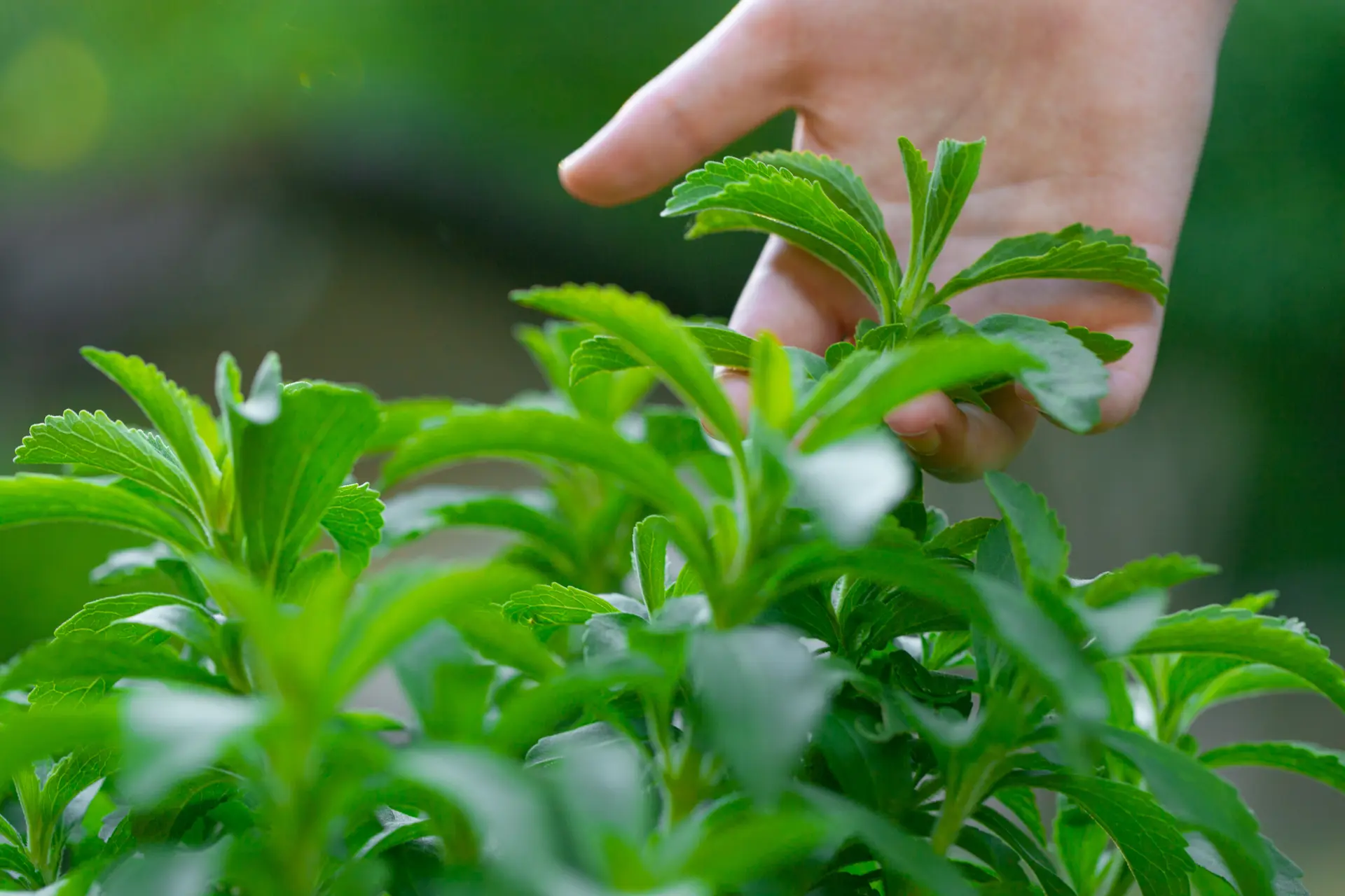 Stevia’s secret